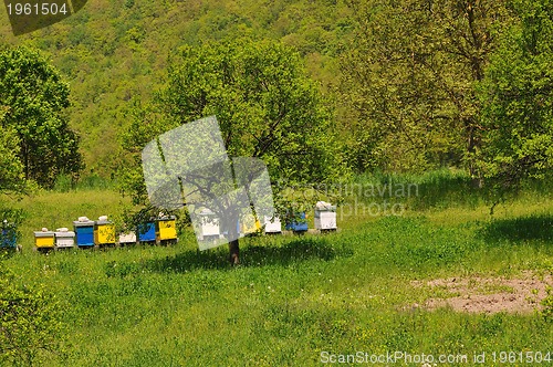 Image of bee home at meadow