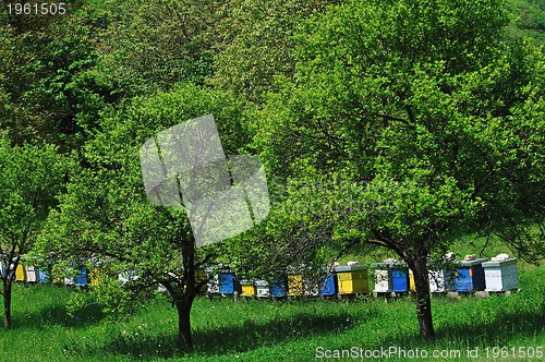 Image of bee home at meadow