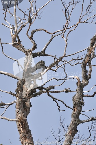 Image of winter tree