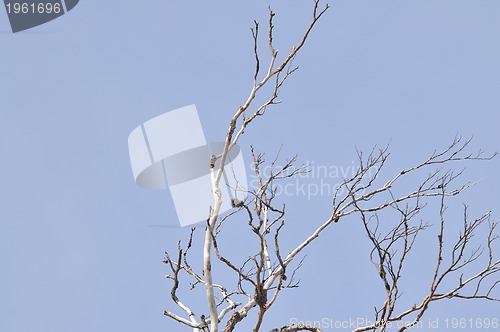 Image of winter tree