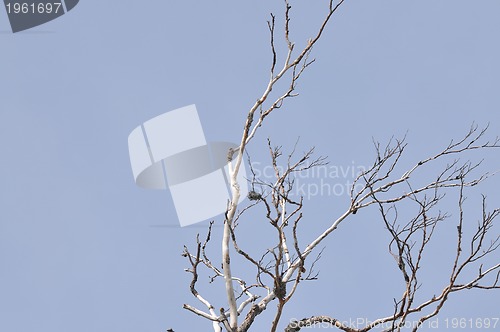 Image of winter tree