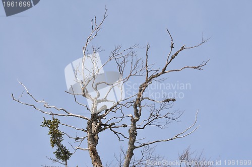 Image of winter tree