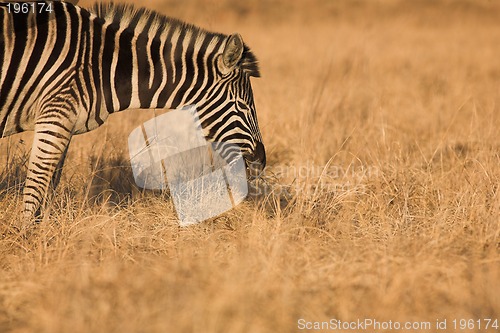 Image of Zebra #6
