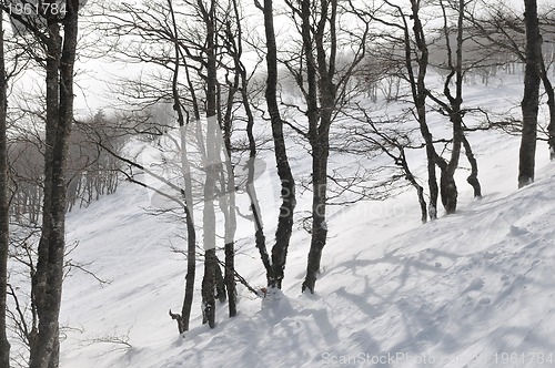 Image of winter landscape