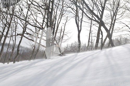 Image of winter landscape