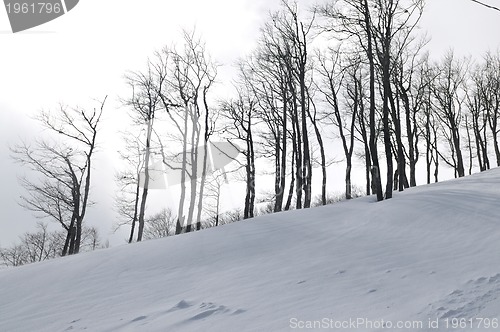 Image of winter landscape