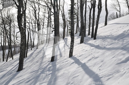 Image of winter landscape