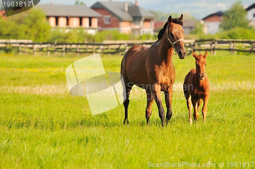 Image of horse nature