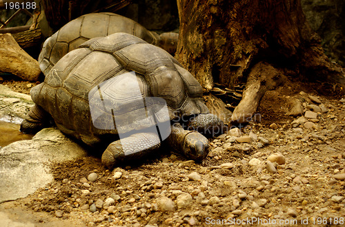 Image of Turtle