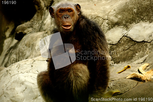 Image of Monkey Looking