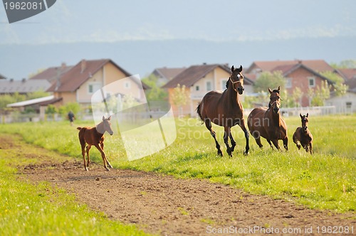 Image of horse nature