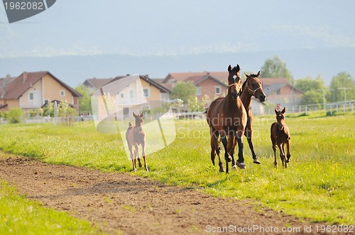 Image of horse nature