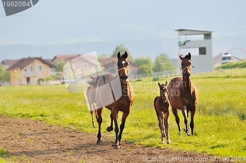 Image of horse nature