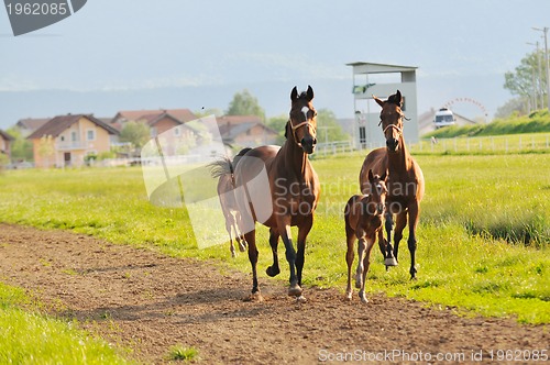 Image of horse nature