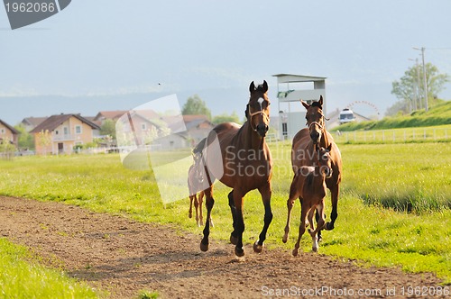 Image of horse nature