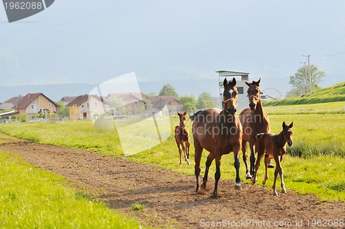 Image of horse nature