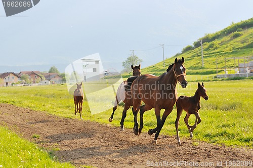 Image of horse nature