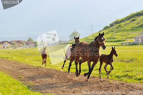 Image of horse nature