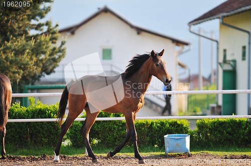 Image of horse nature