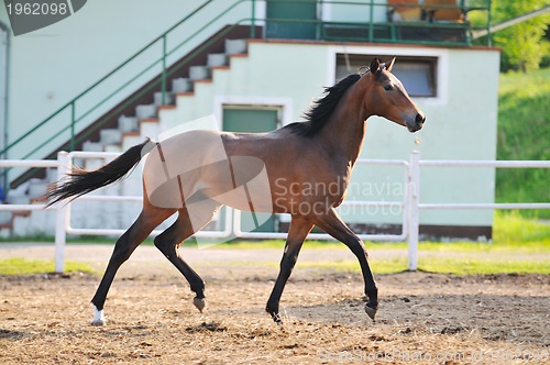 Image of horse nature