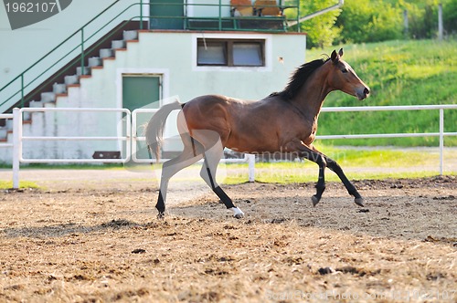 Image of horse nature