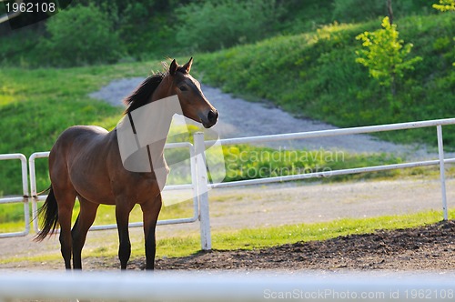 Image of horse nature