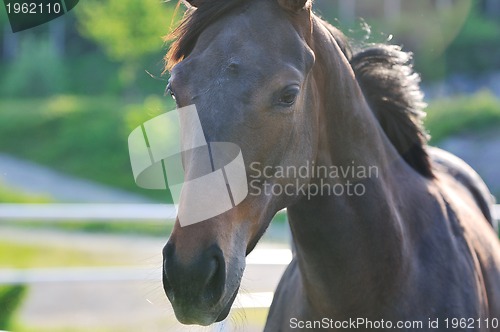 Image of horse nature