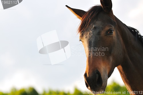 Image of horse nature