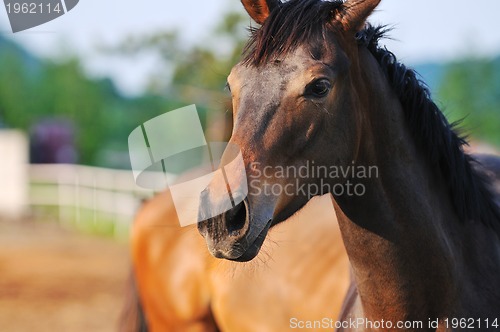 Image of horse nature