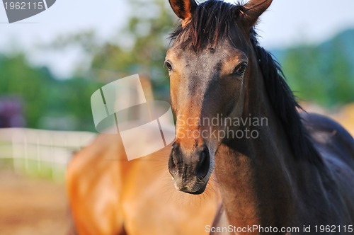 Image of horse nature