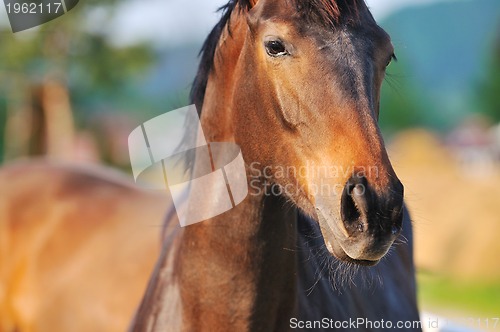 Image of horse nature