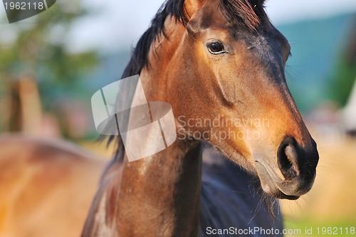 Image of horse nature