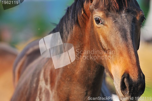 Image of horse nature