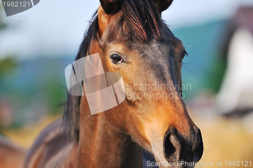 Image of horse nature