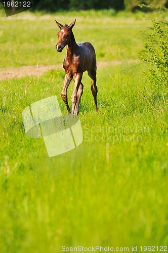 Image of baby horse