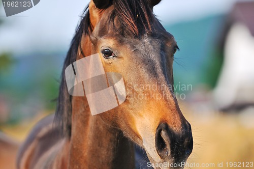 Image of horse nature