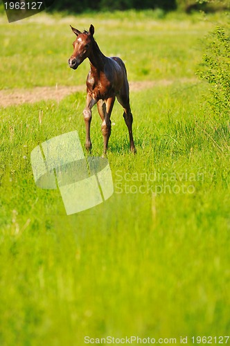 Image of baby horse