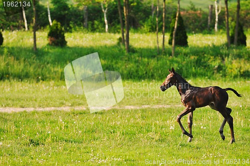 Image of baby horse