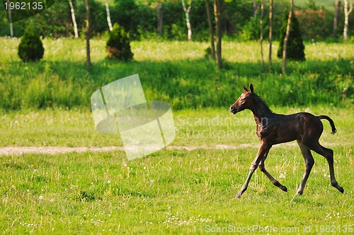 Image of baby horse