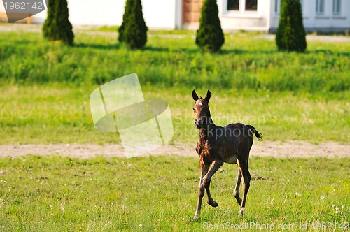 Image of baby horse