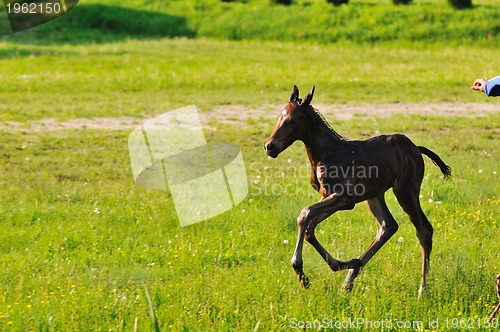 Image of baby horse