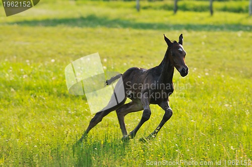 Image of baby horse