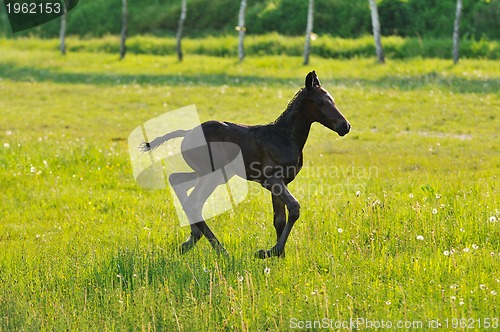 Image of baby horse