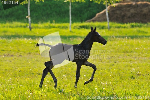 Image of baby horse