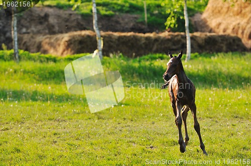 Image of baby horse