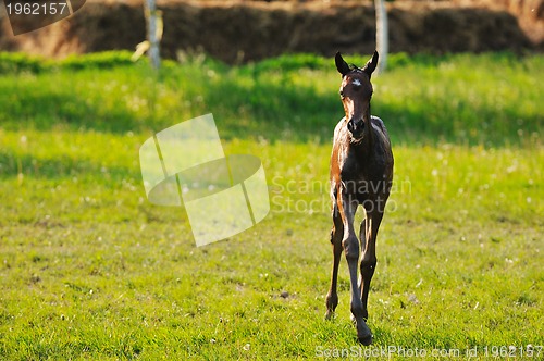 Image of baby horse