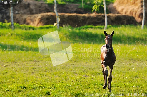 Image of baby horse