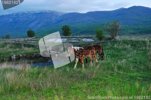 Image of baby horse