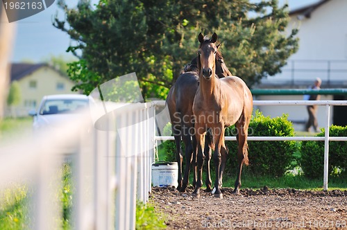 Image of baby horse