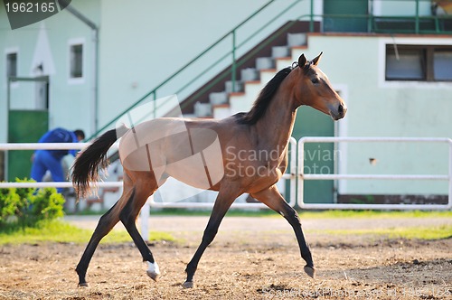 Image of baby horse